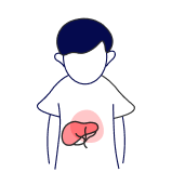 Liver